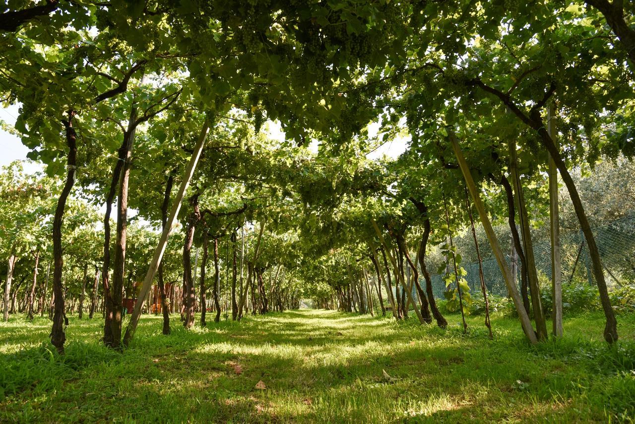La Terrazza Sulle Vigne B&B Corte Franca Luaran gambar